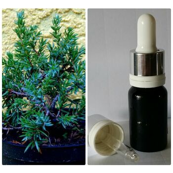  100% Эфирное масло Можжевельник Juniperus communis